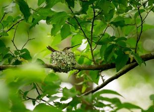 bird nest in tree