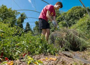 student pulling weeds